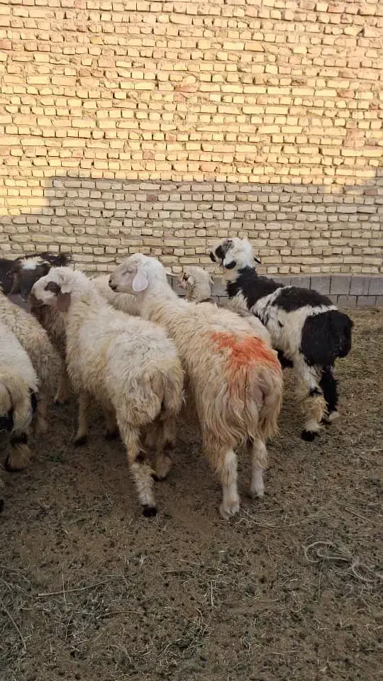 فروش 15عدد بر نره 40کلویی|حیوانات مزرعه|یزد, |دیوار