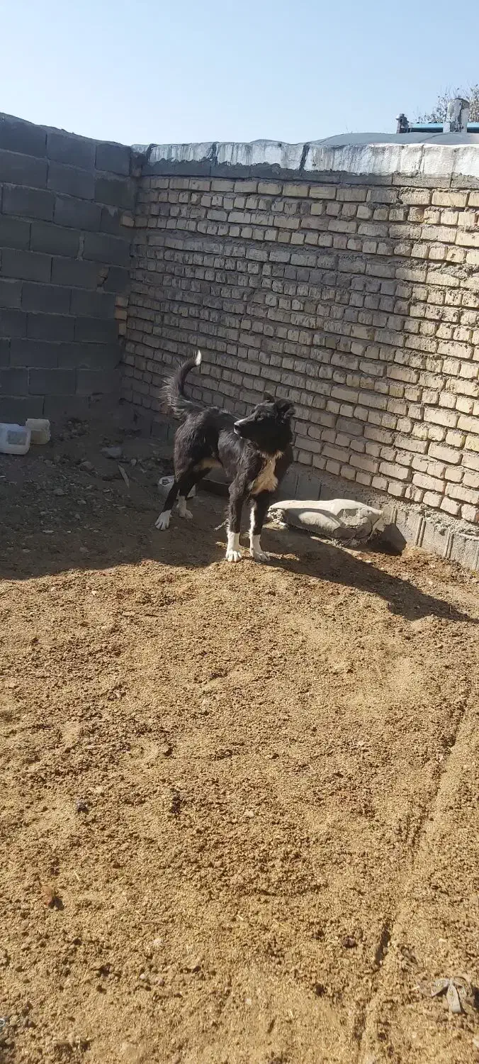 سگ فروشی|سگ|خمین, |دیوار