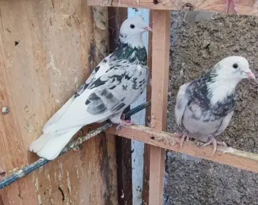 هما سرور|پرنده|چهاردانگه (تهران), |دیوار