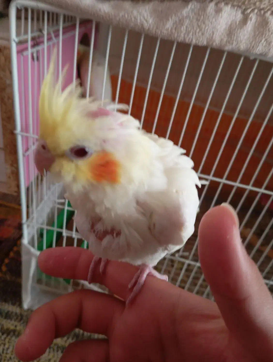 دو عدد جوجه عروس هلندی|پرنده|تربت‌حیدریه, یحیی آباد|دیوار