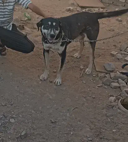 واگذاری سگ|سگ|تربتحیدریه, بالا ولایت|دیوار