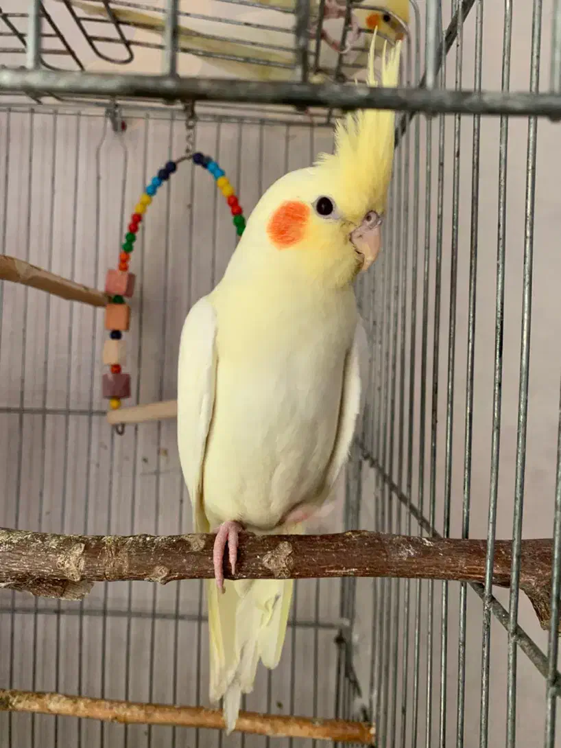 عروس هلندی سخنگو لوتینو گلباقالی سینامون|پرنده|تهران, سازمان برنامه جنوبی|دیوار