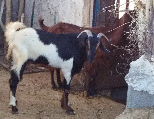 ۵ راس بز داشتی جوان و سنگین ( معاوضه با گاو)|حیوانات مزرعه|دهدشت, |دیوار