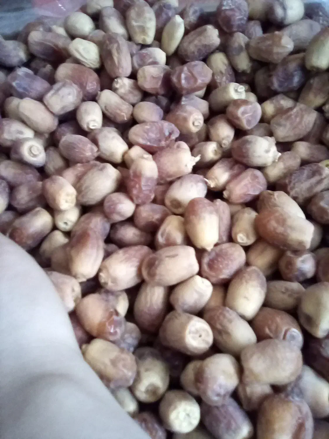 فروش خرمای زاهدی با کیفیت کیلویی ۱۷۰۰۰۰ در رشت|خوردنی و آشامیدنی|رشت, انصاری|دیوار