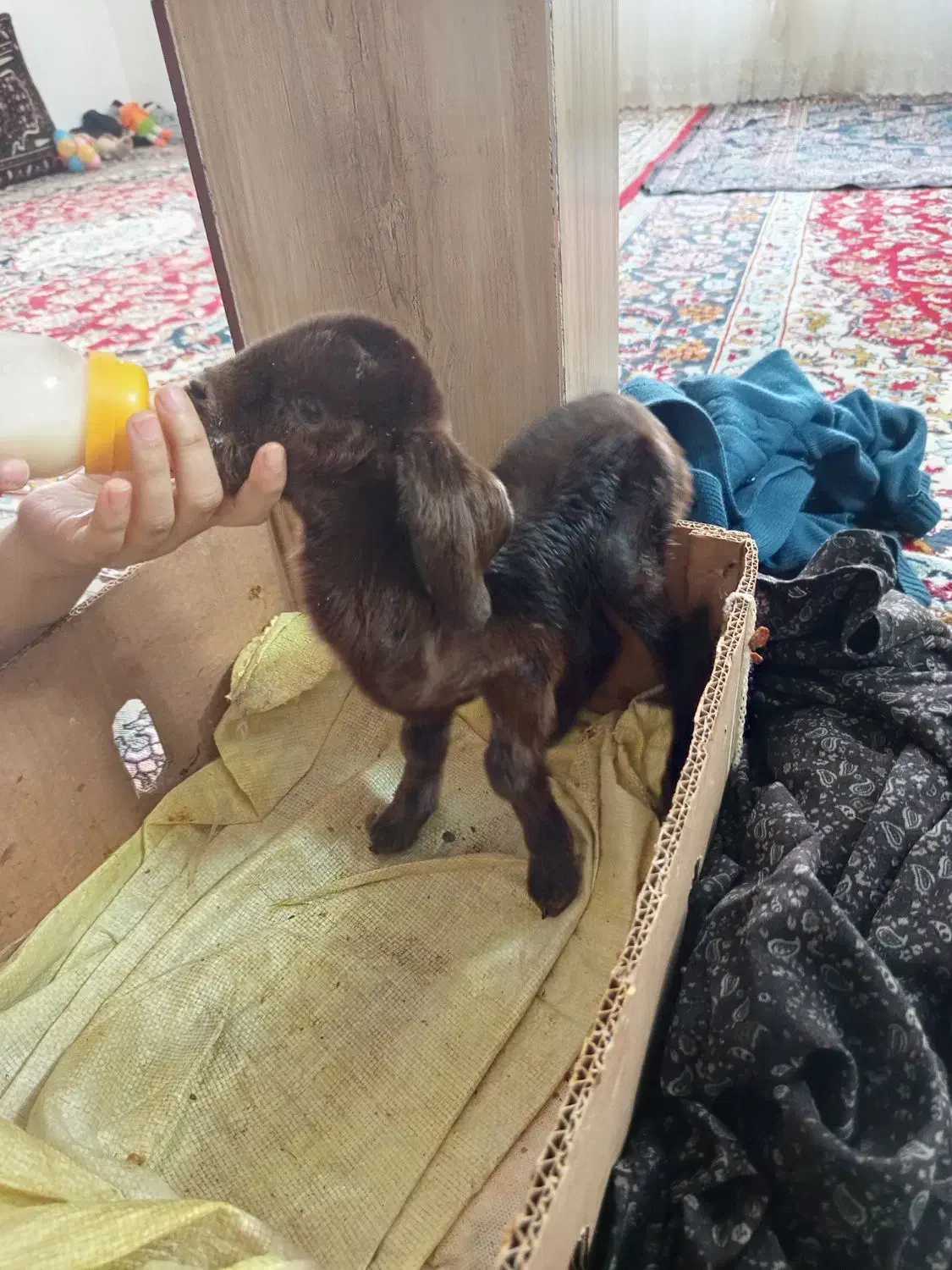 بزقاله نره|حیوانات مزرعه|تربت جام, میان جام|دیوار