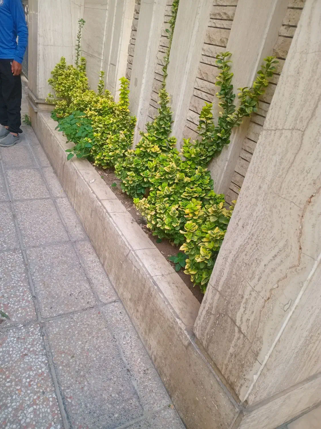 خدمات باغبانی باغچه کاری تعویضی خاک باغچه کاشت|خدمات باغبانی و درختکاری|تهران, هروی|دیوار