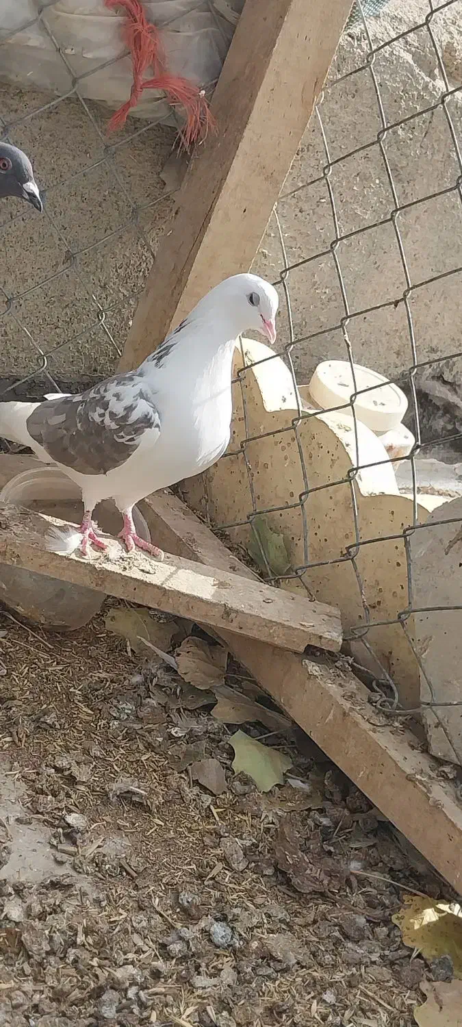 دوکت پرشی|پرنده|کبودرآهنگ, |دیوار