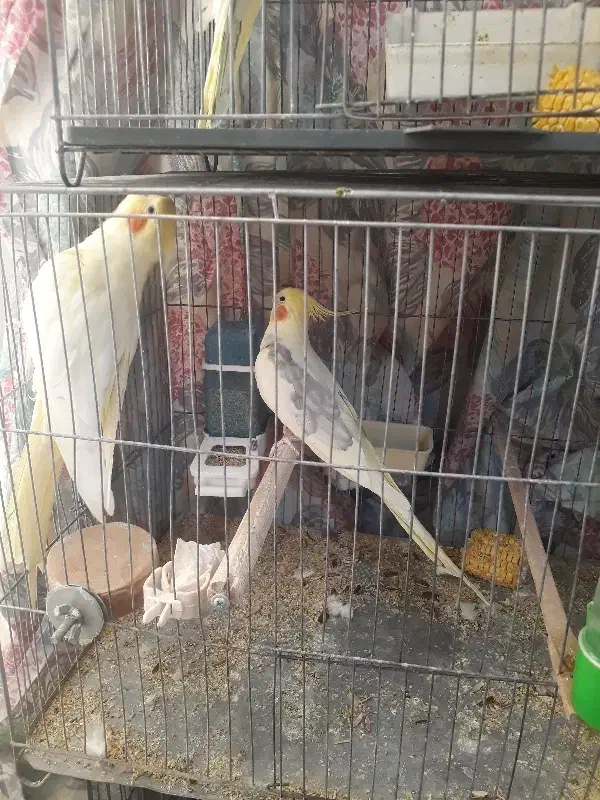 عروس هلندی مولد و نرو ماده|پرنده|قدس, شهر‌قدس|دیوار