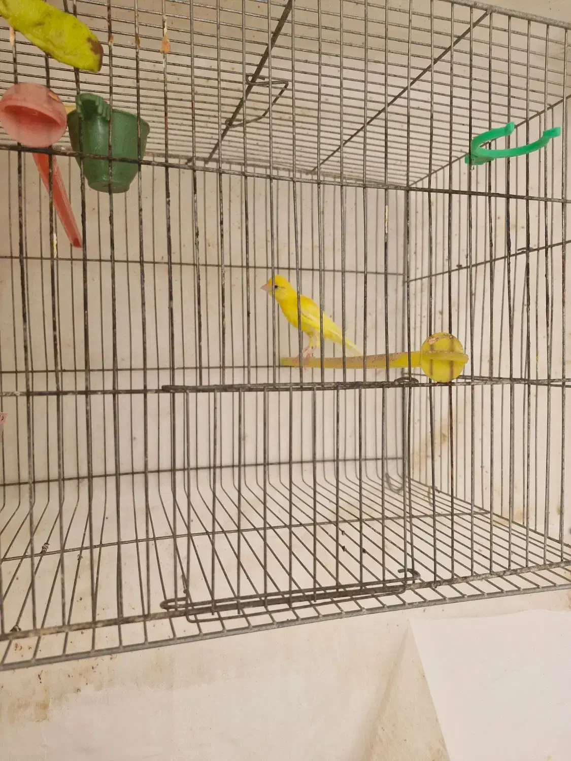 قناری نر مست|پرنده|مبارکه, |دیوار