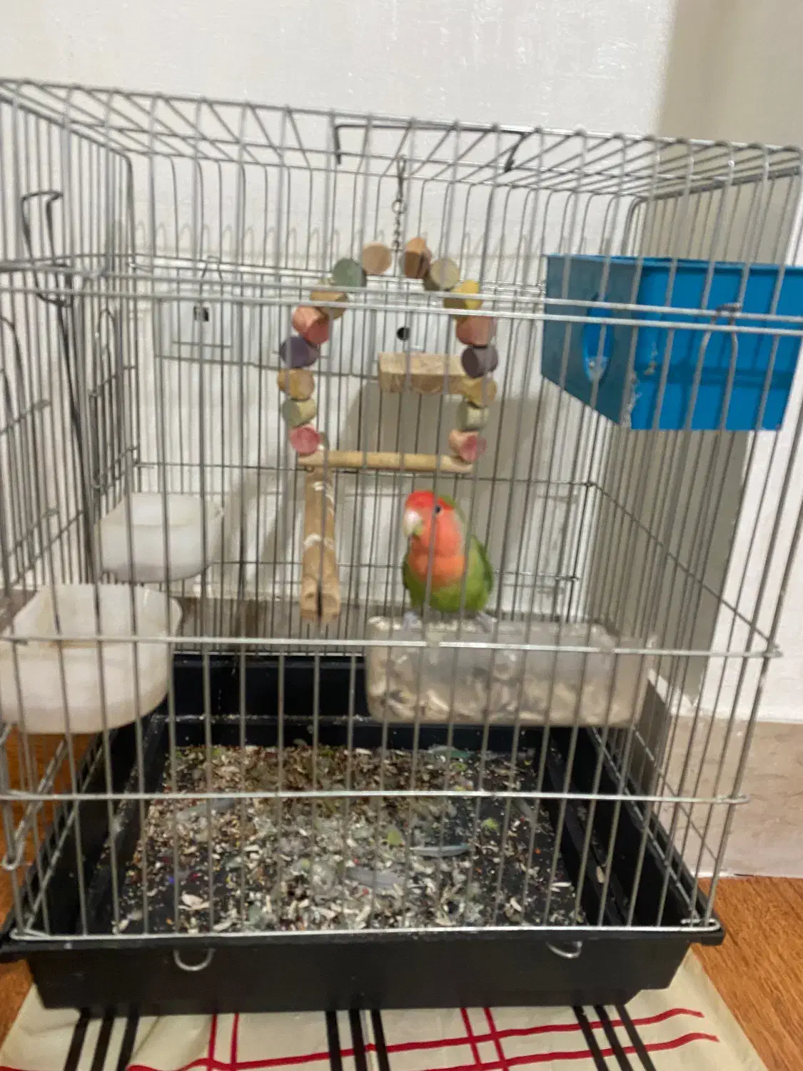 طوطی برزیلی|پرنده|بندر ماهشهر, |دیوار