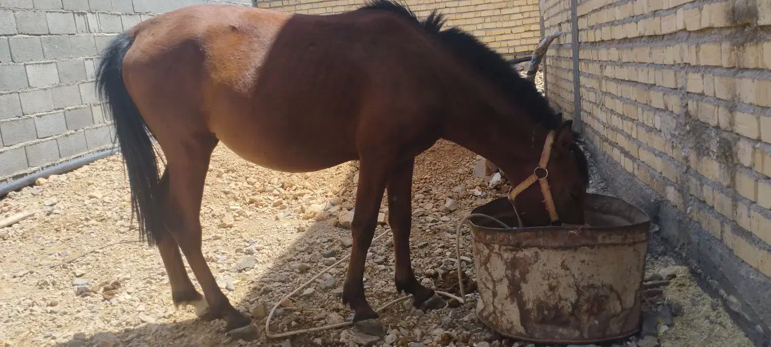 اسب مادیون|اسب و تجهیزات اسب‌سواری|حسن آباد, |دیوار