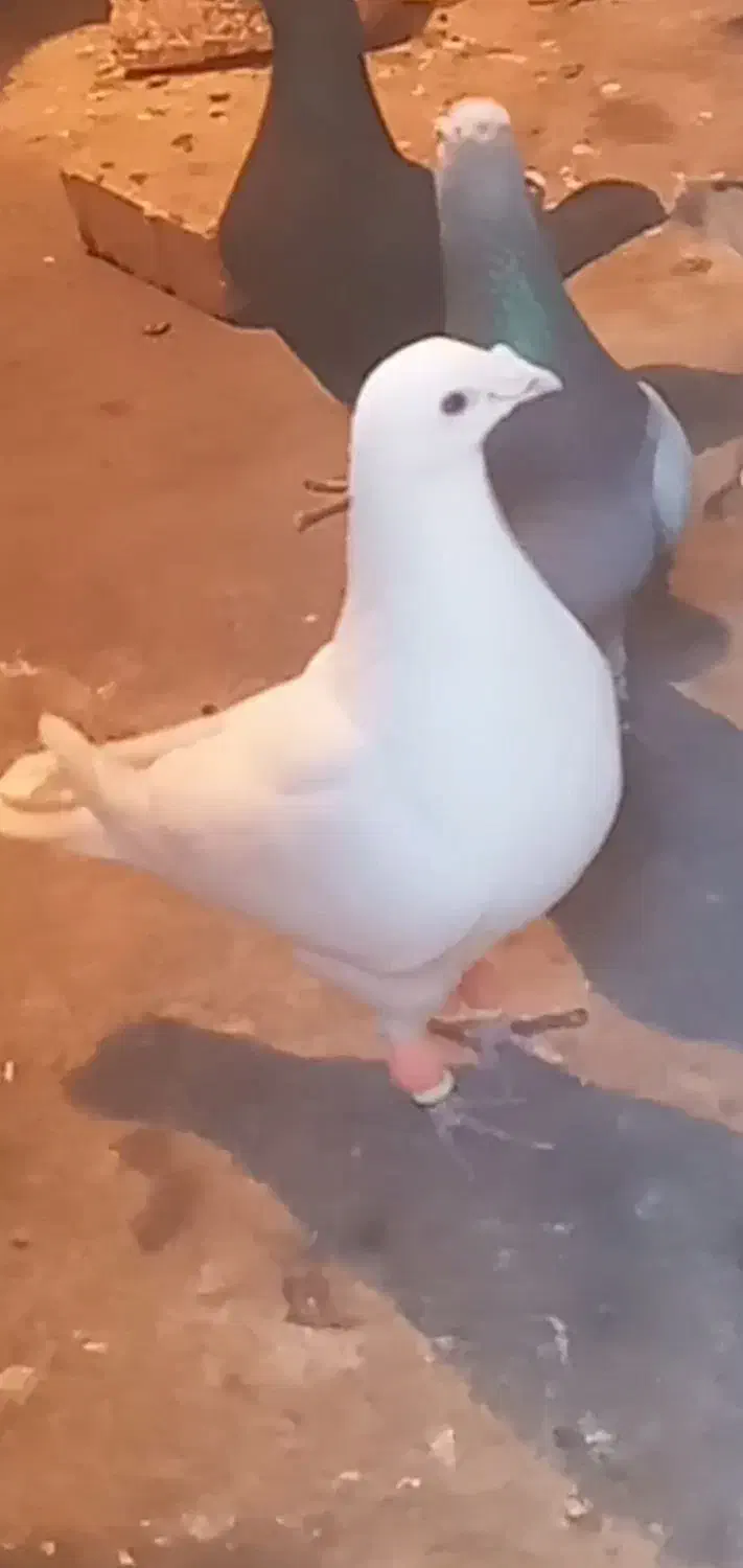 کفتر|پرنده|اسفراین, |دیوار