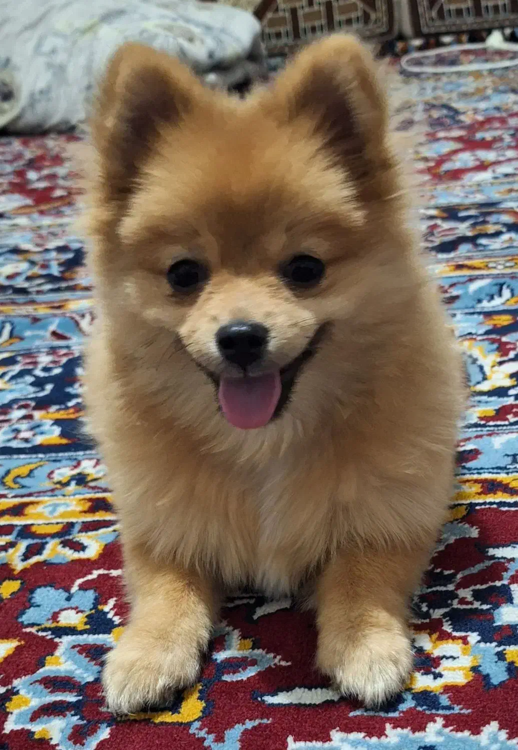 سگ پامر|سگ|اقبالیه, |دیوار