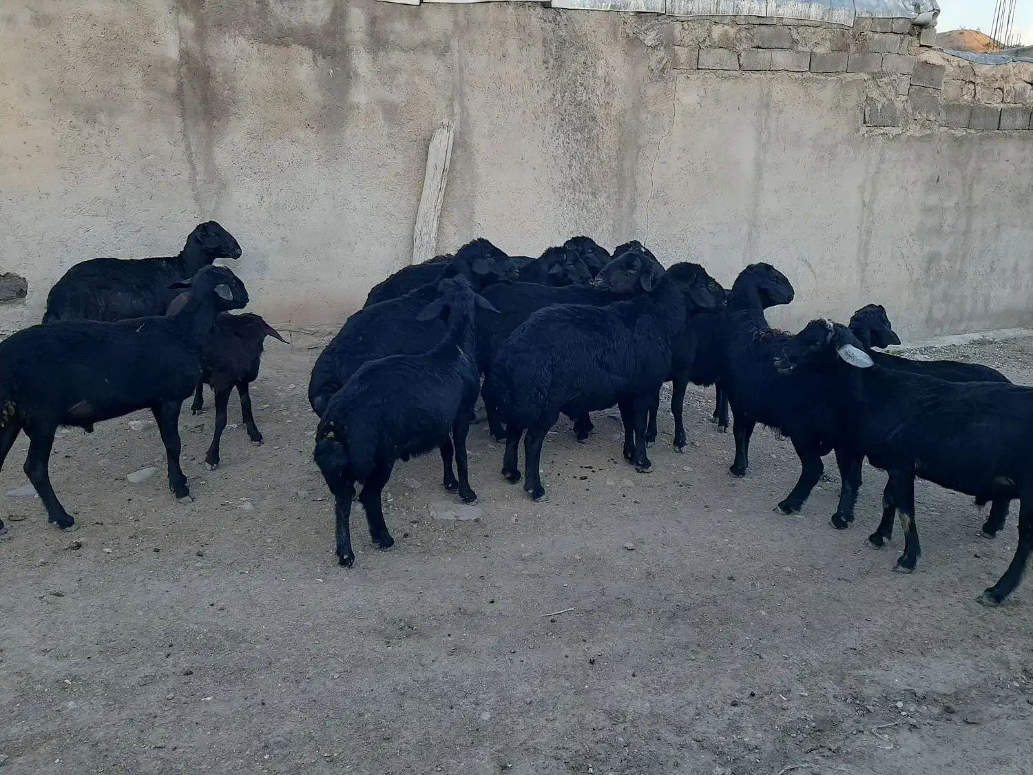 هفت عدد قوچ شیش دونگ به فروش میرسد|حیوانات مزرعه|چاراویماق, |دیوار