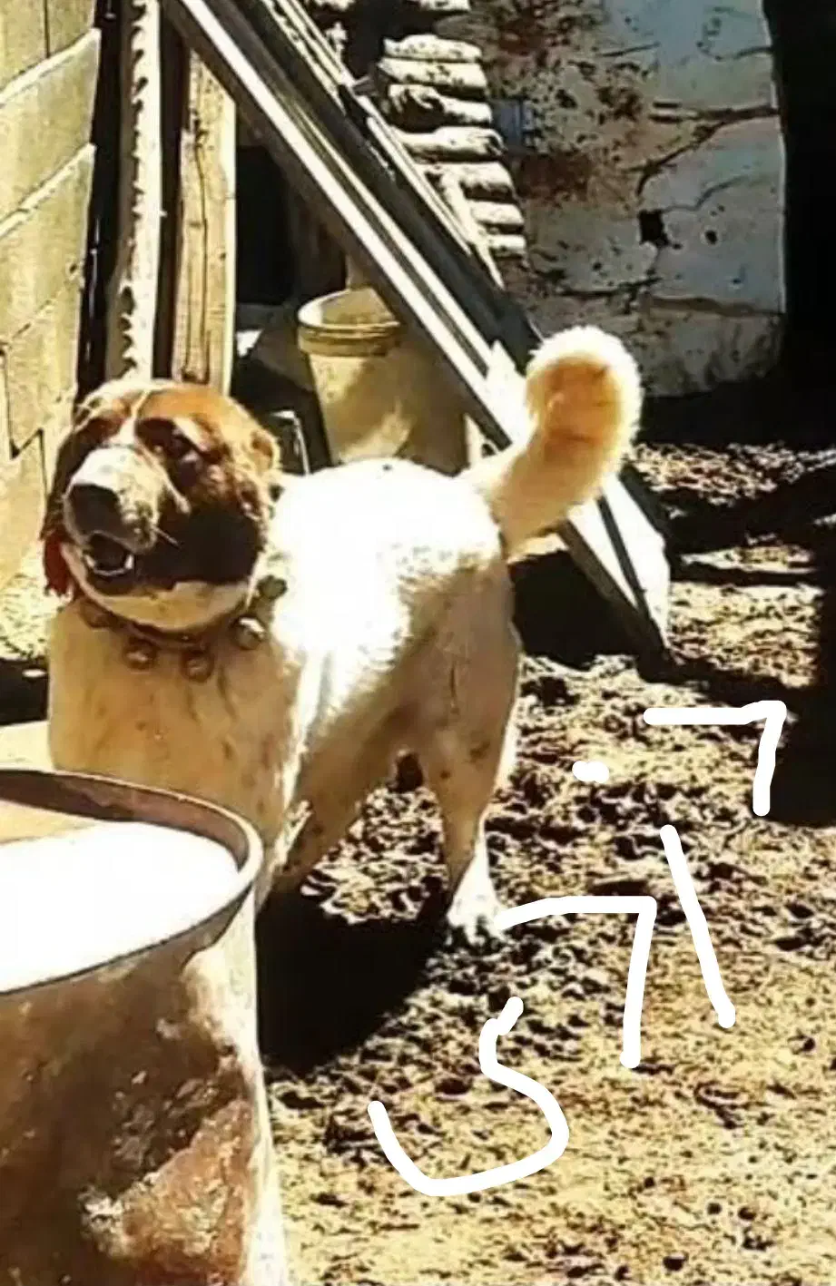 سگ سگ سگ|حیوانات|کیار, |دیوار