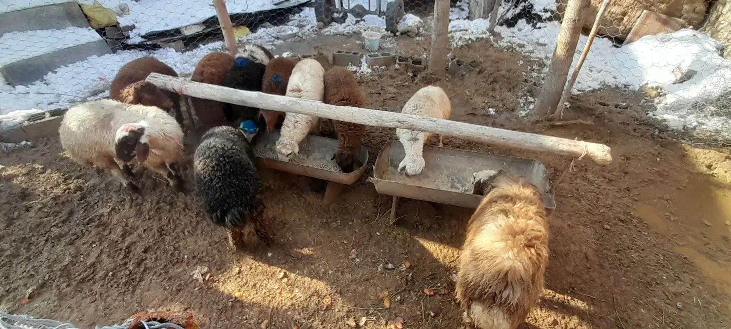 بره جمعی|حیوانات مزرعه|تربت جام, میان جام|دیوار