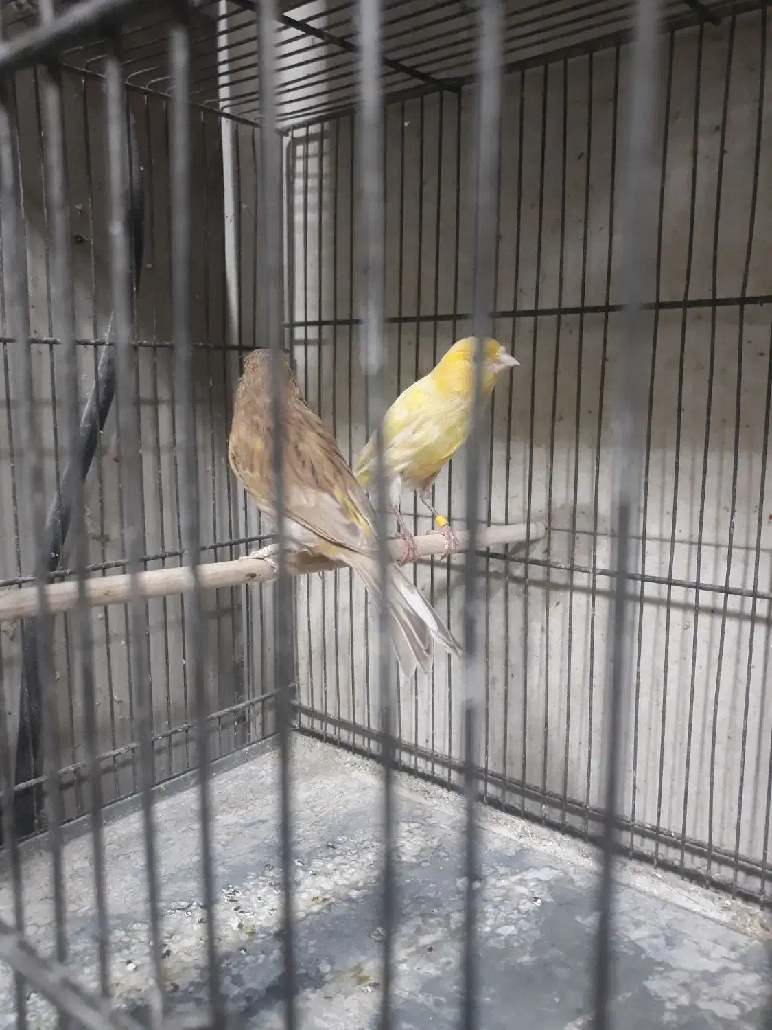 قناری ماده اماده پس کوزه ای|پرنده|تهران, اتابک|دیوار