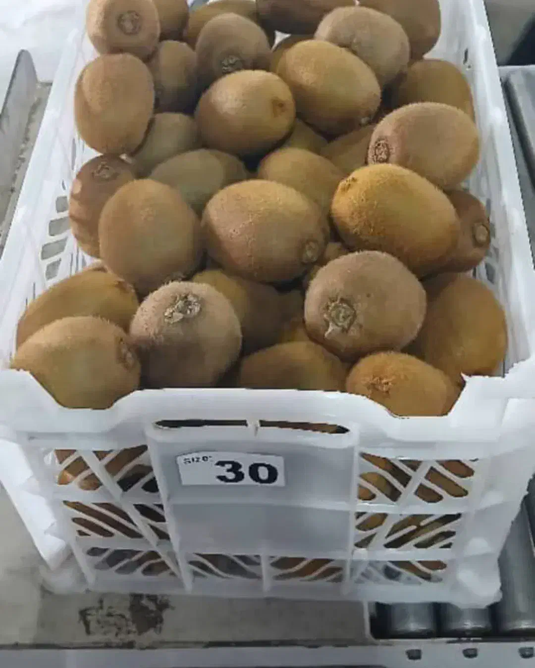 کیوی درشت|خوردنی و آشامیدنی|چوبر, |دیوار