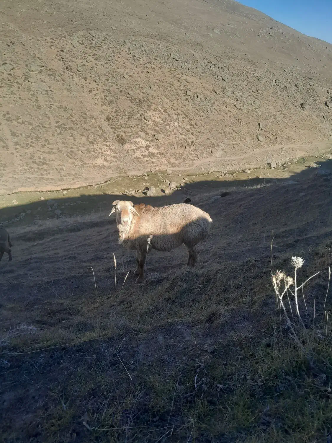 قوچ|حیوانات مزرعه|سرعین, |دیوار