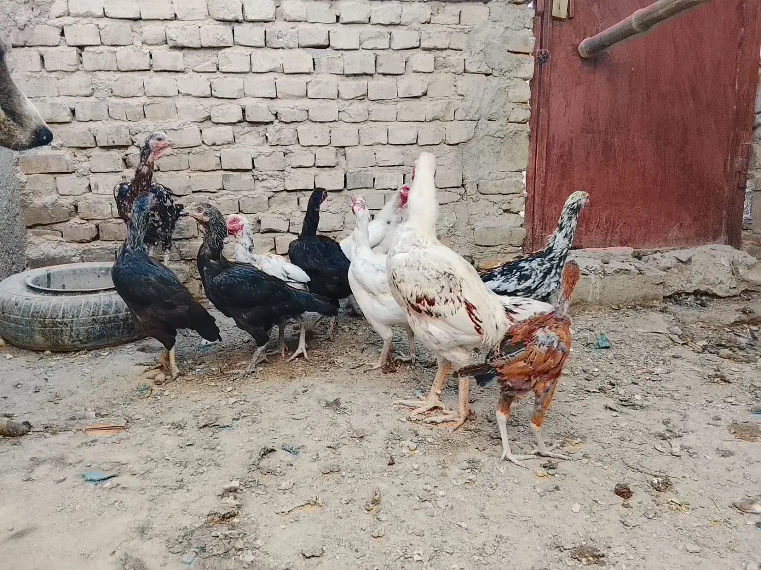 خروس و ماکیان سراوان|حیوانات مزرعه|سراوان, |دیوار