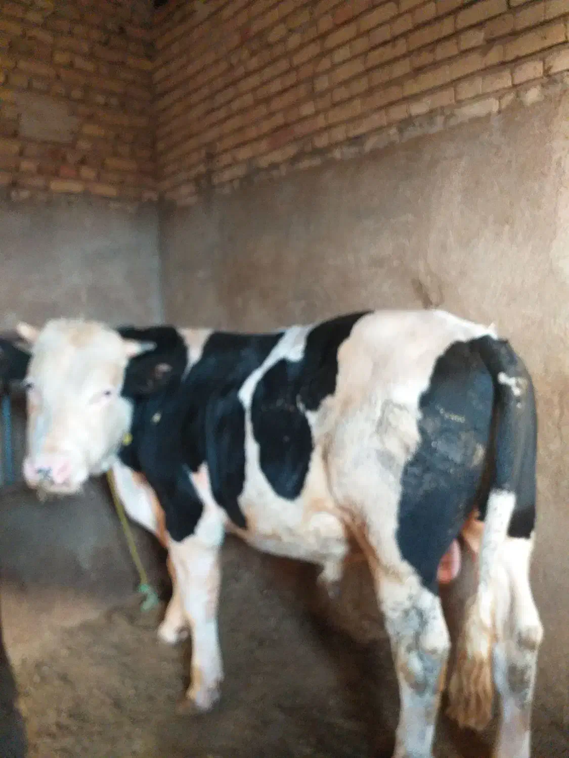 گوساله نر سمینتال گوشتی|حیوانات مزرعه|بستان آباد, |دیوار