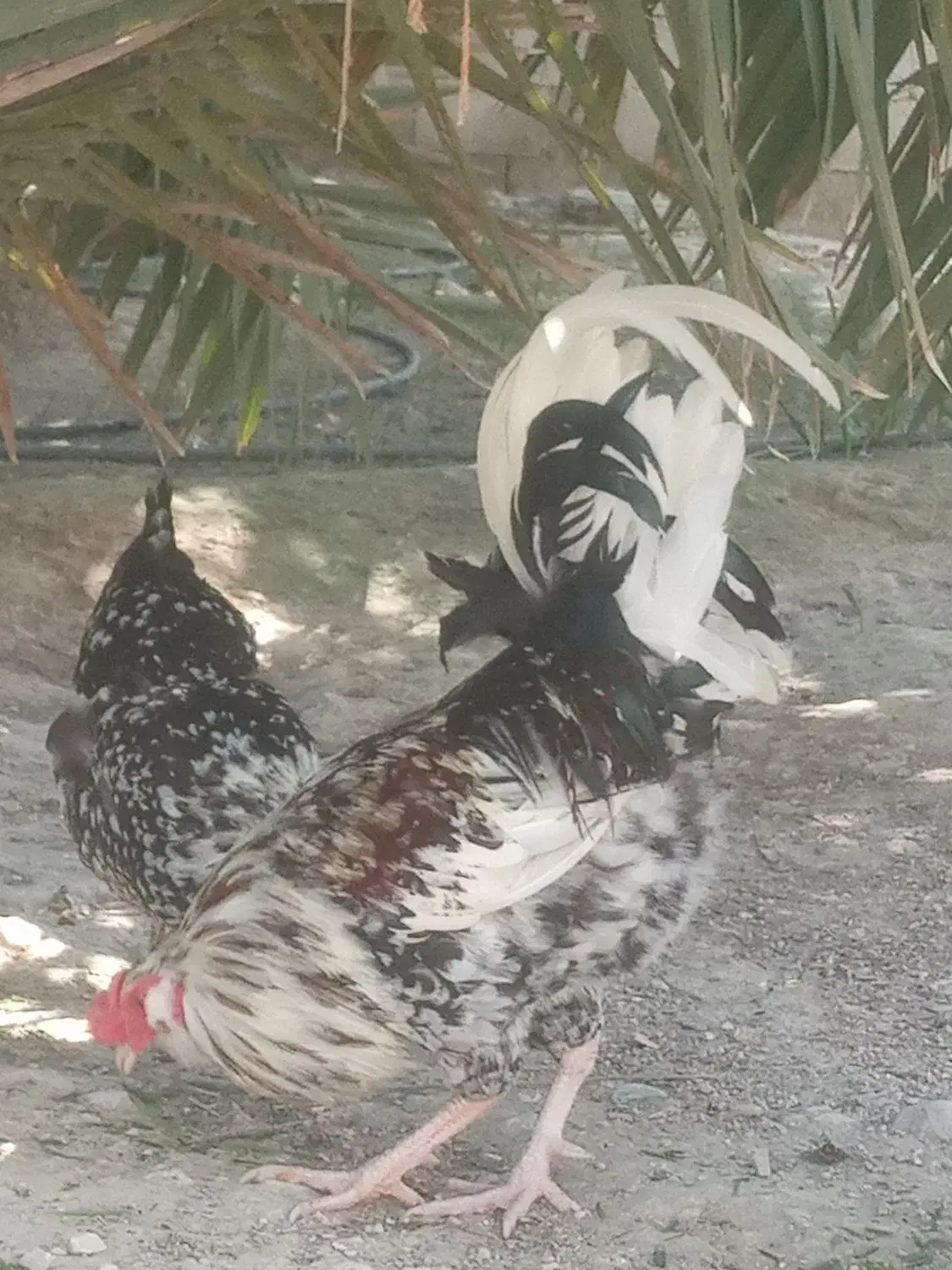 خروس گلین|حیوانات مزرعه|بندرعباس, |دیوار