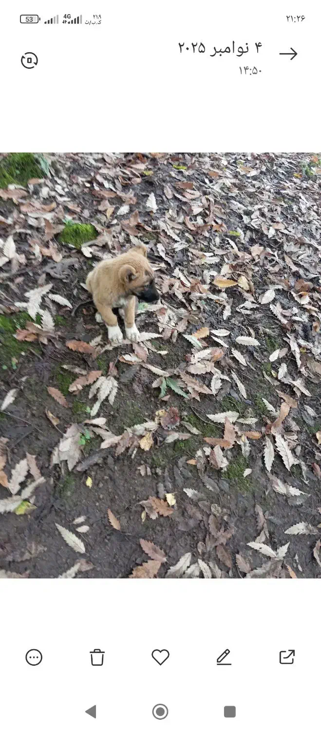 سگ سراب|سگ|رشت, لاکان|دیوار