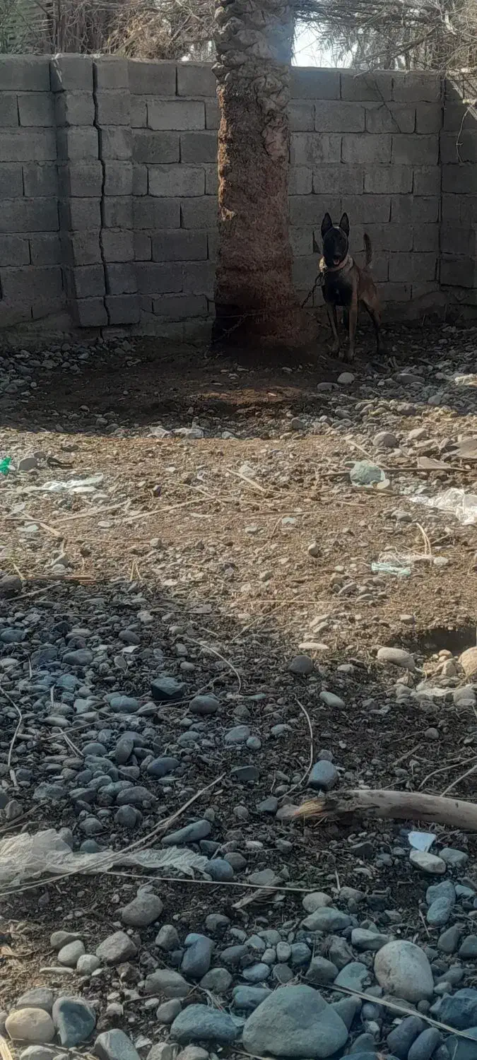 سگ مالینویز گیرنده شناسنامه داره همچی اوکی|سگ|جیرفت, |دیوار