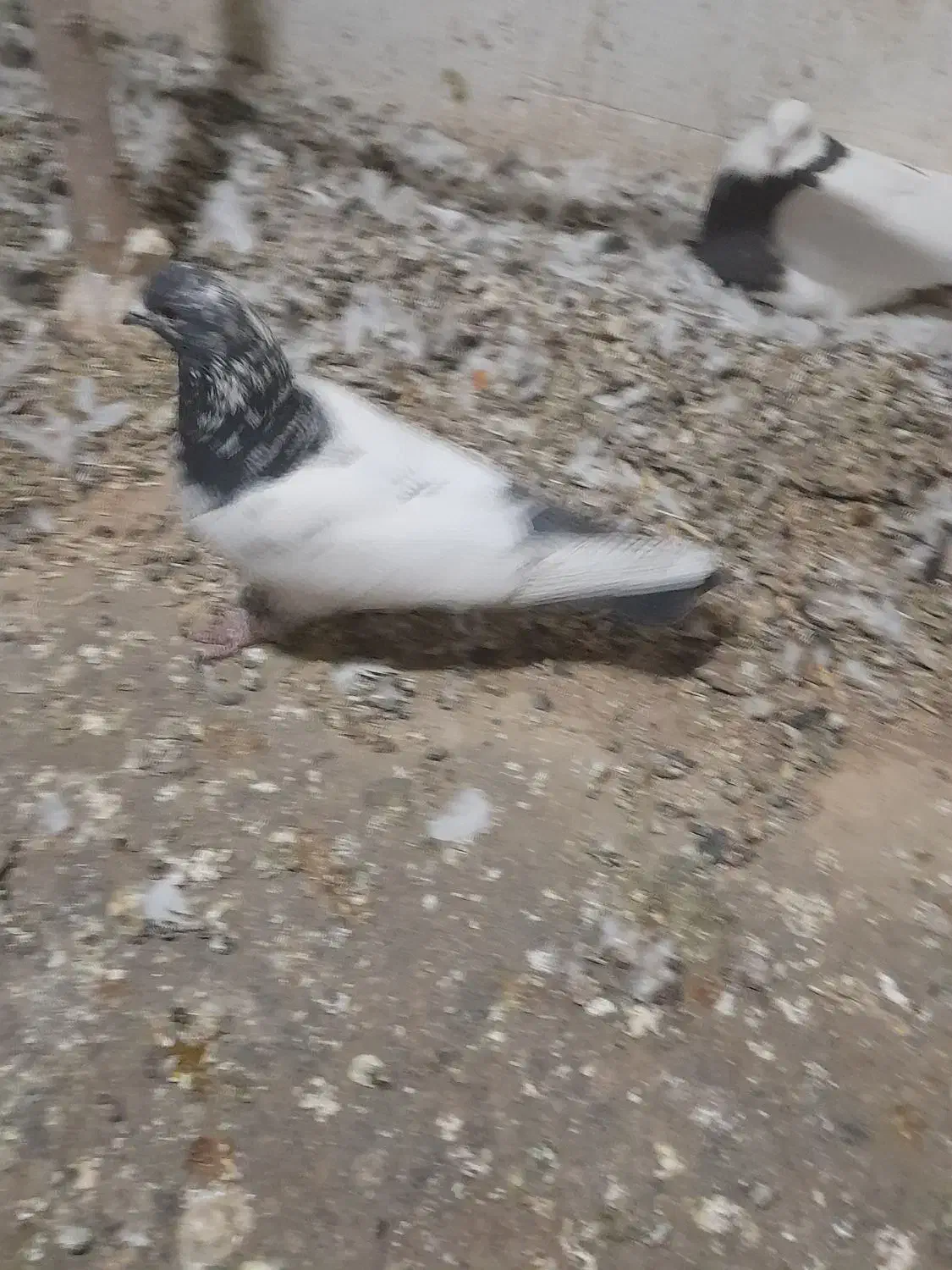 پرشی|پرنده|گل تپه, |دیوار