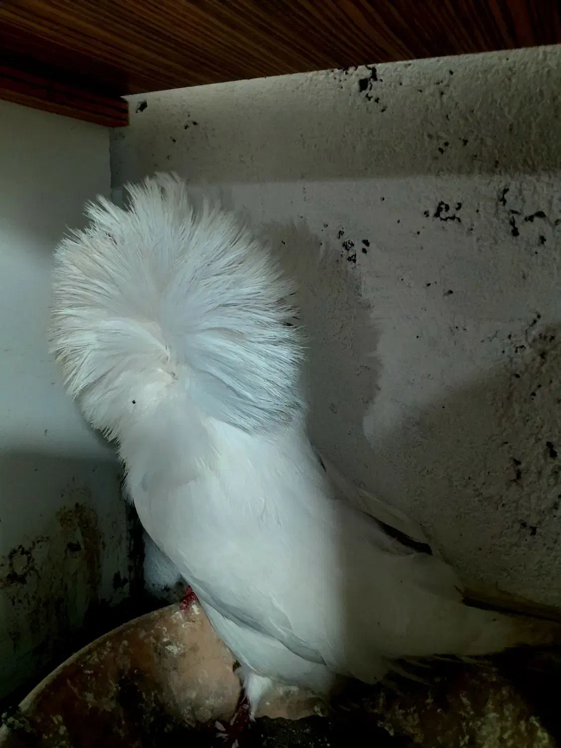 کبوتر شامپیون زینتی|پرنده|چمستان, |دیوار