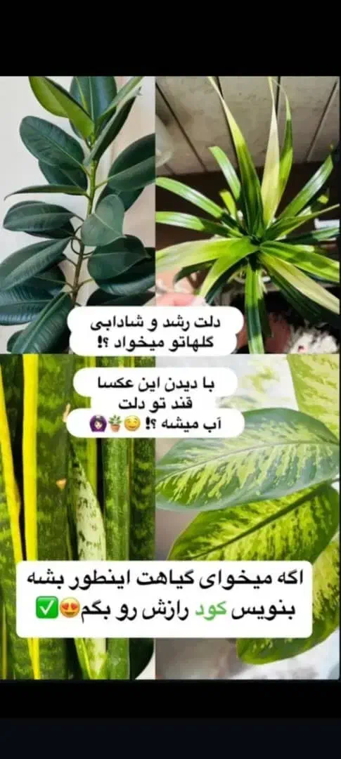 قرص ارگانیک|گل و گیاه طبیعی|لار, |دیوار