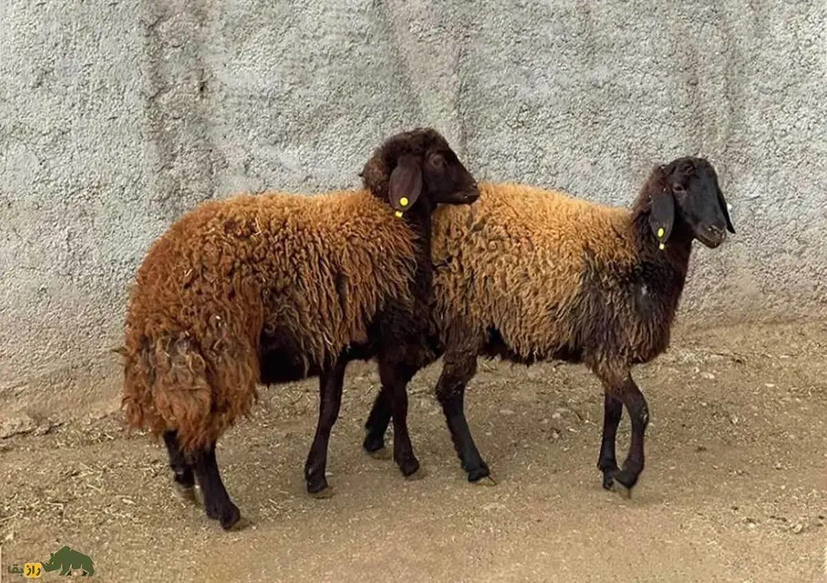 گوسفند نر مناسب زبح بالای ۶۰کیلو|حیوانات مزرعه|آذرشهر, |دیوار
