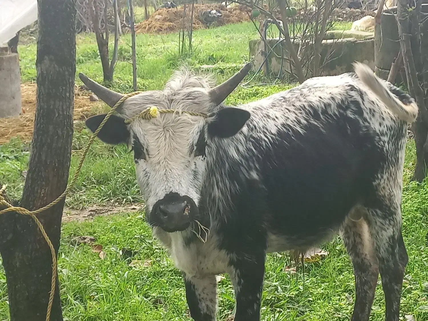 ورزا|حیوانات مزرعه|احمدسرگوراب, |دیوار