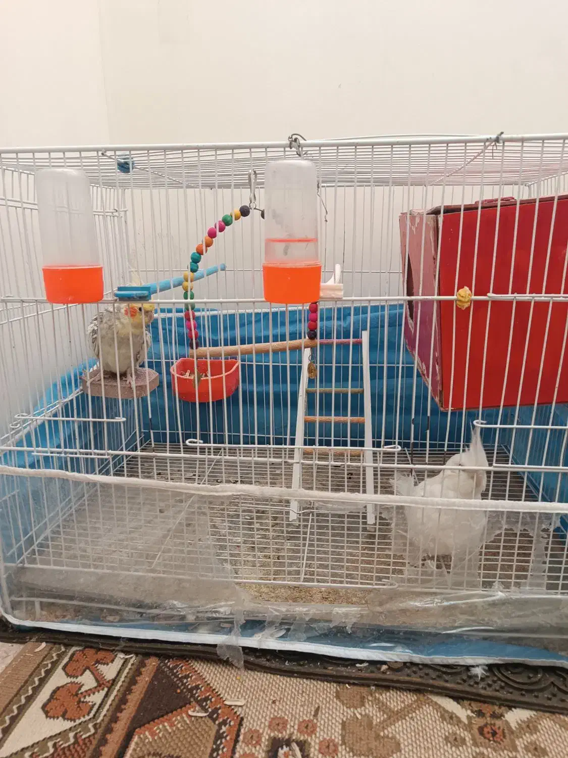 عروس هلندی نر و ماده سالم|پرنده|نیشابور, بزرگمهر|دیوار