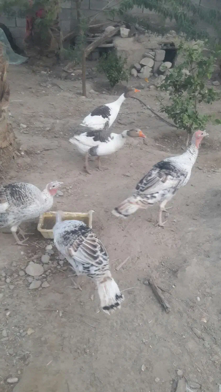 فروش بوقلمون وغاز محلی|حیوانات مزرعه|جیرفت, |دیوار