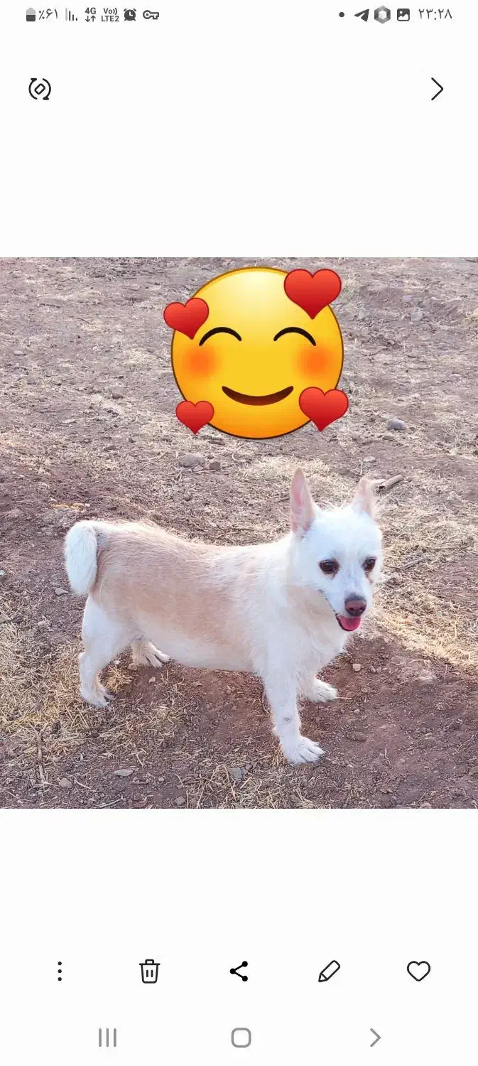 سگ گمشده|حیوانات|تربتحیدریه, آغوی|دیوار