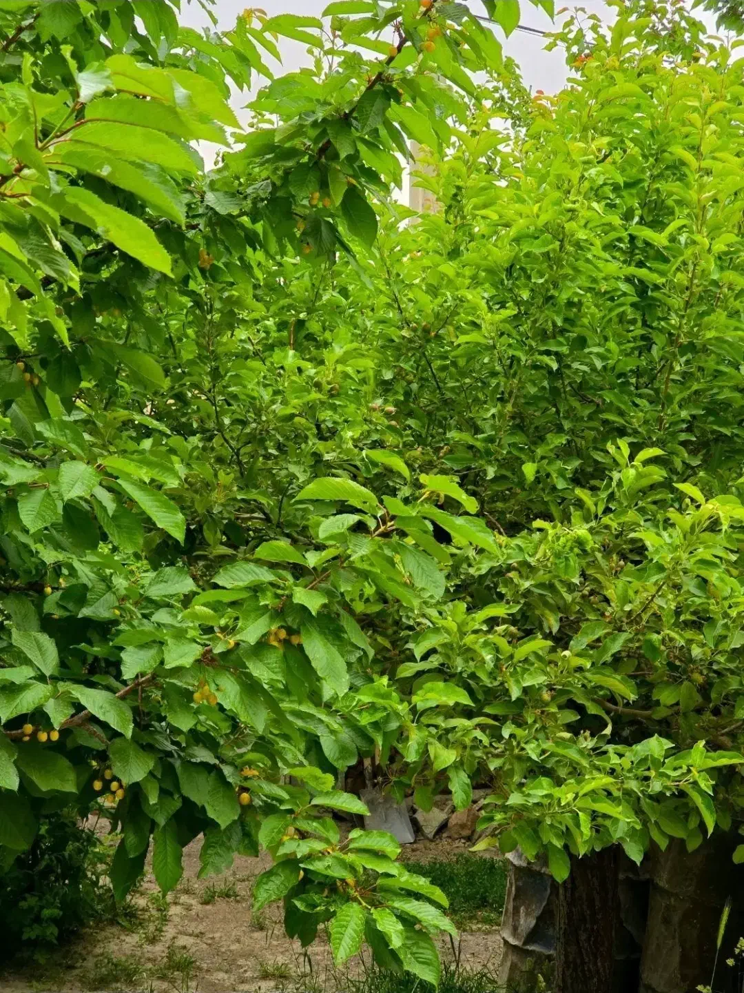 خانه مسکونی ویلایی|فروش خانه و ویلا|قره پشتلو, |دیوار