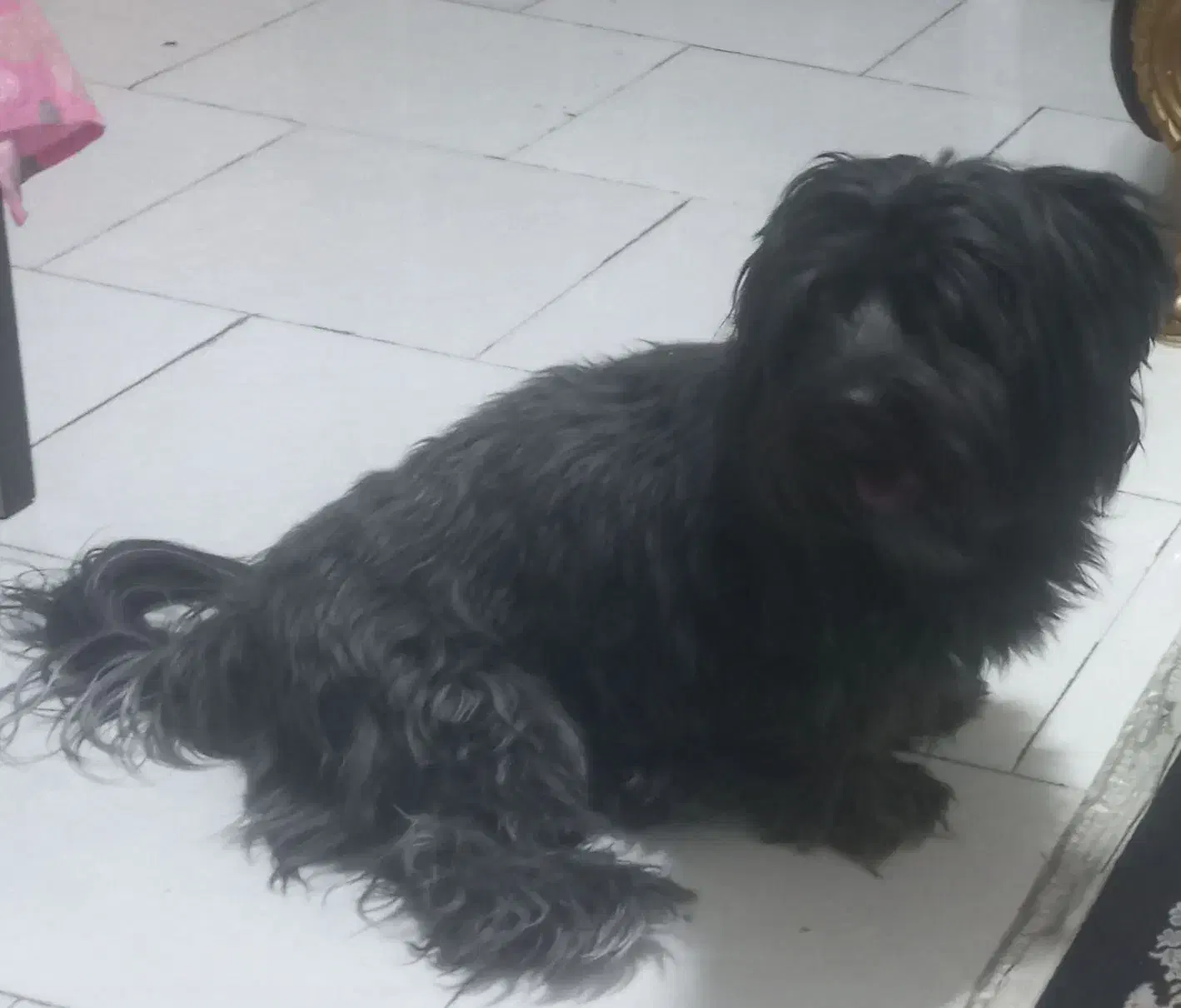 یک سگ  تریر نر بازیگوش و باهوش|سگ|اندیشه, اندیشه فاز ۵|دیوار