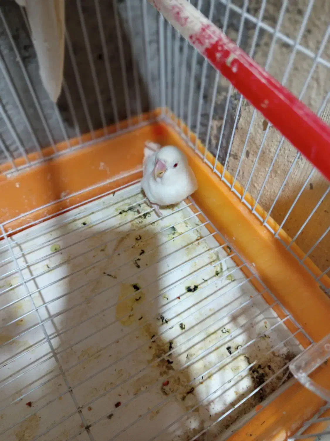 سلام یک عدد کوتوله سفید ماده چشم قرمز بفروش میرسد|پرنده|کنارک, |دیوار