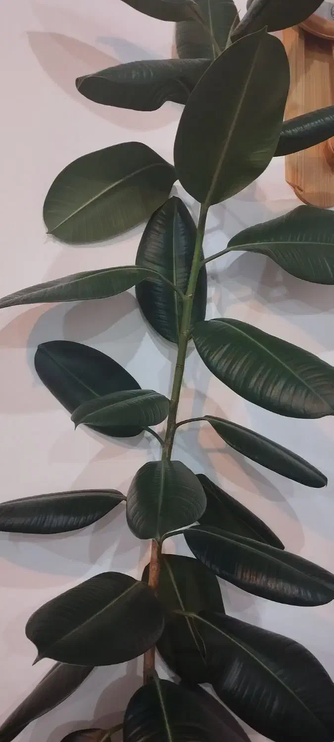 گل فیکوس|گل و گیاه طبیعی|مشگین شهر, |دیوار