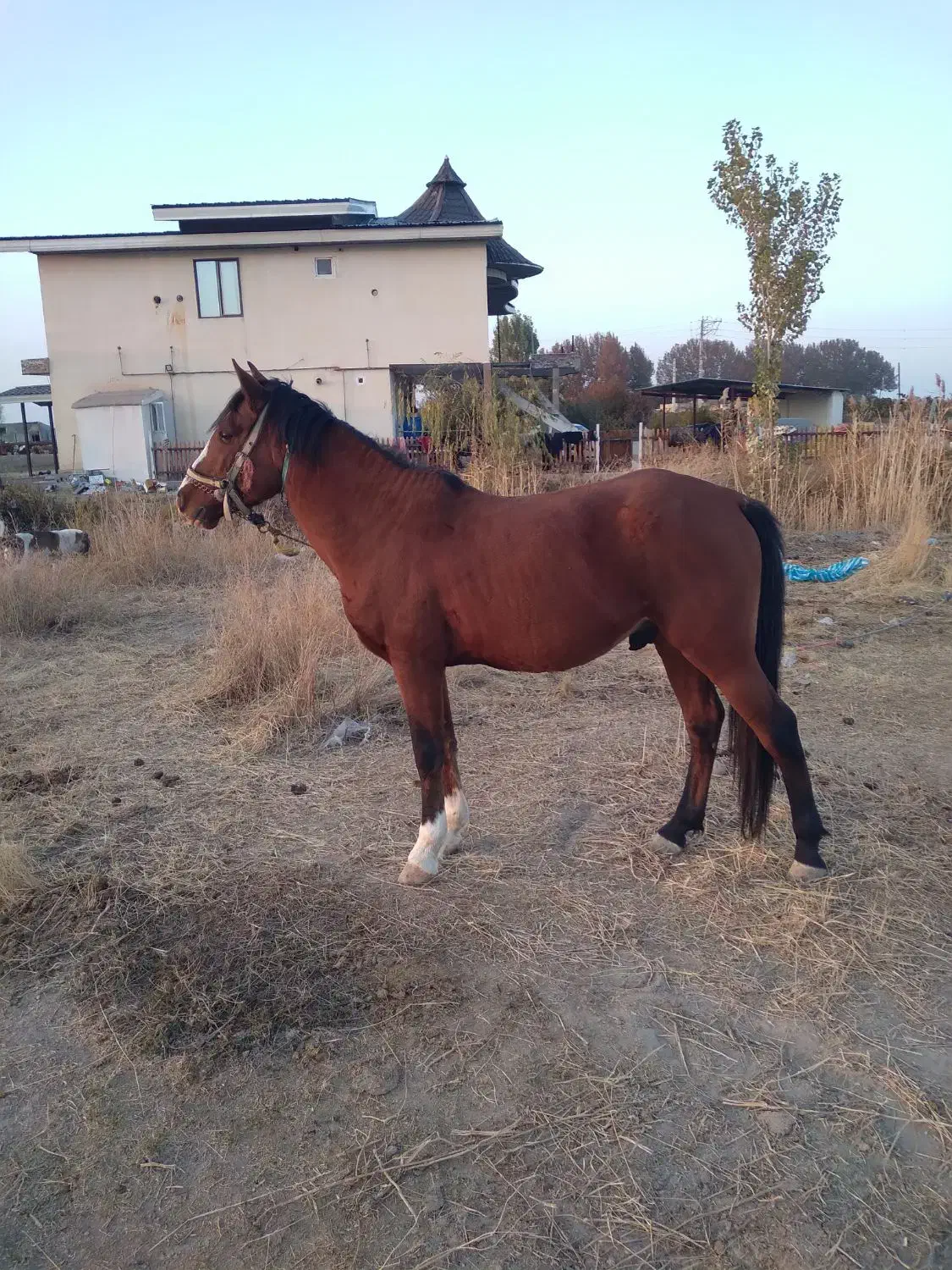 اسب ۴ساله نر|اسب و تجهیزات اسبسواری|ارومیه, |دیوار