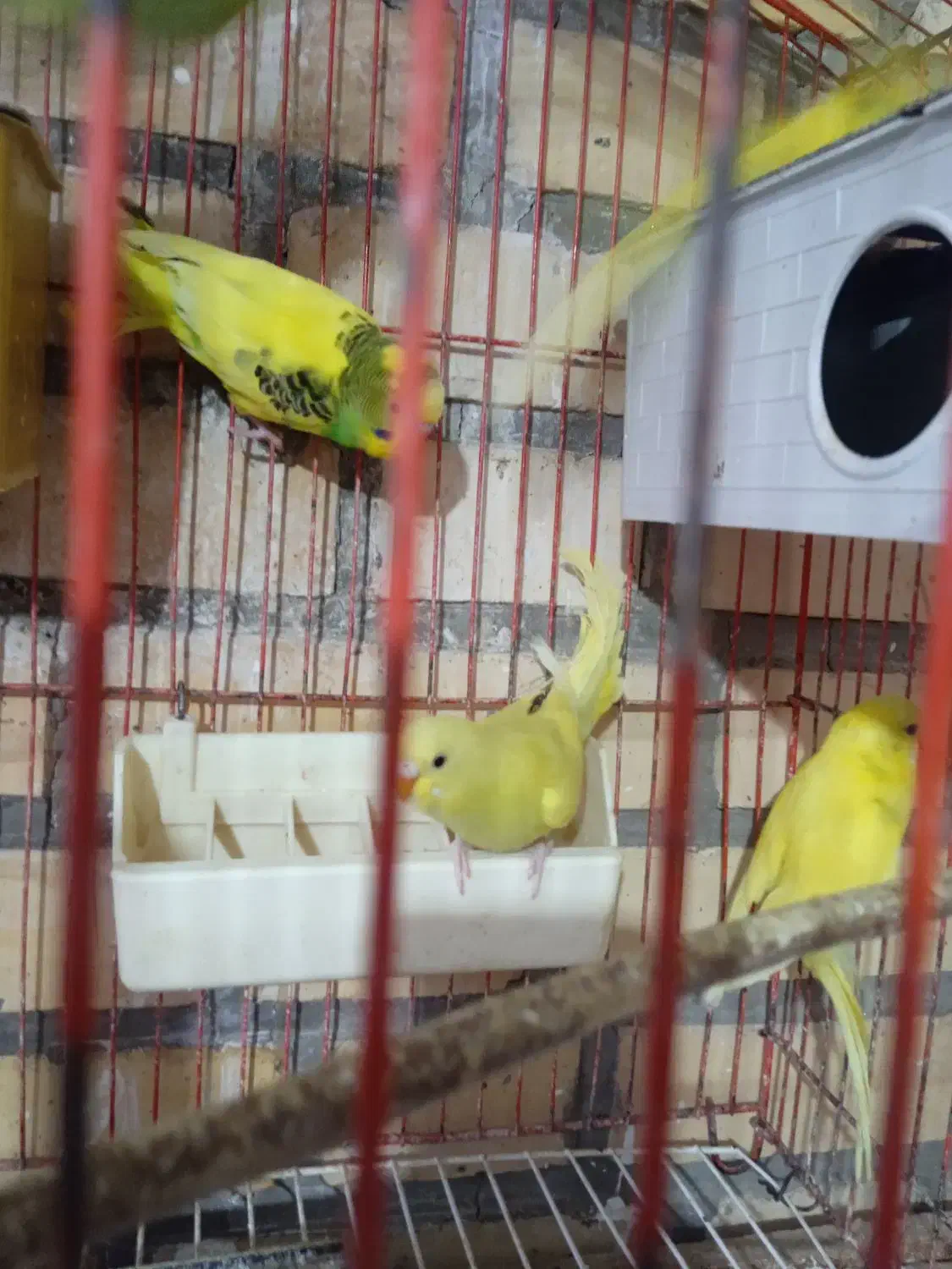 مرغ عشق|پرنده|آشخانه, |دیوار