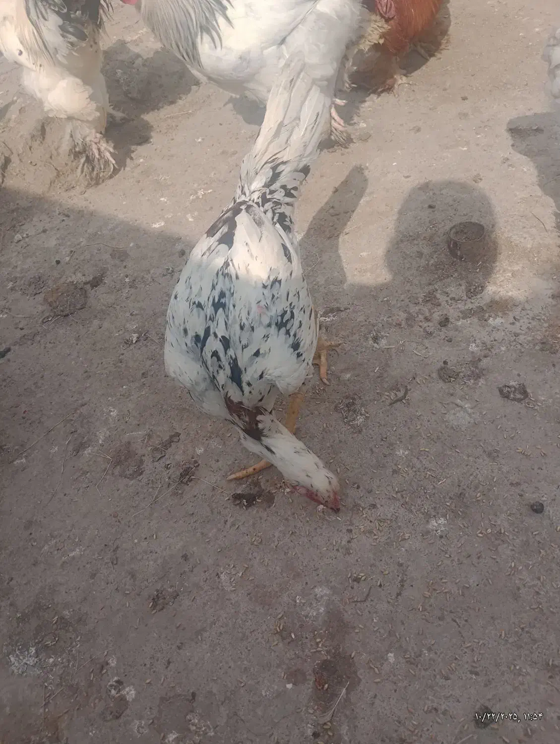 مرغ لاری چیل اس|حیوانات مزرعه|قائم‌شهر, |دیوار