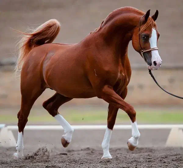 نگهداری|اسب و تجهیزات اسب‌سواری|شهرکرد, |دیوار