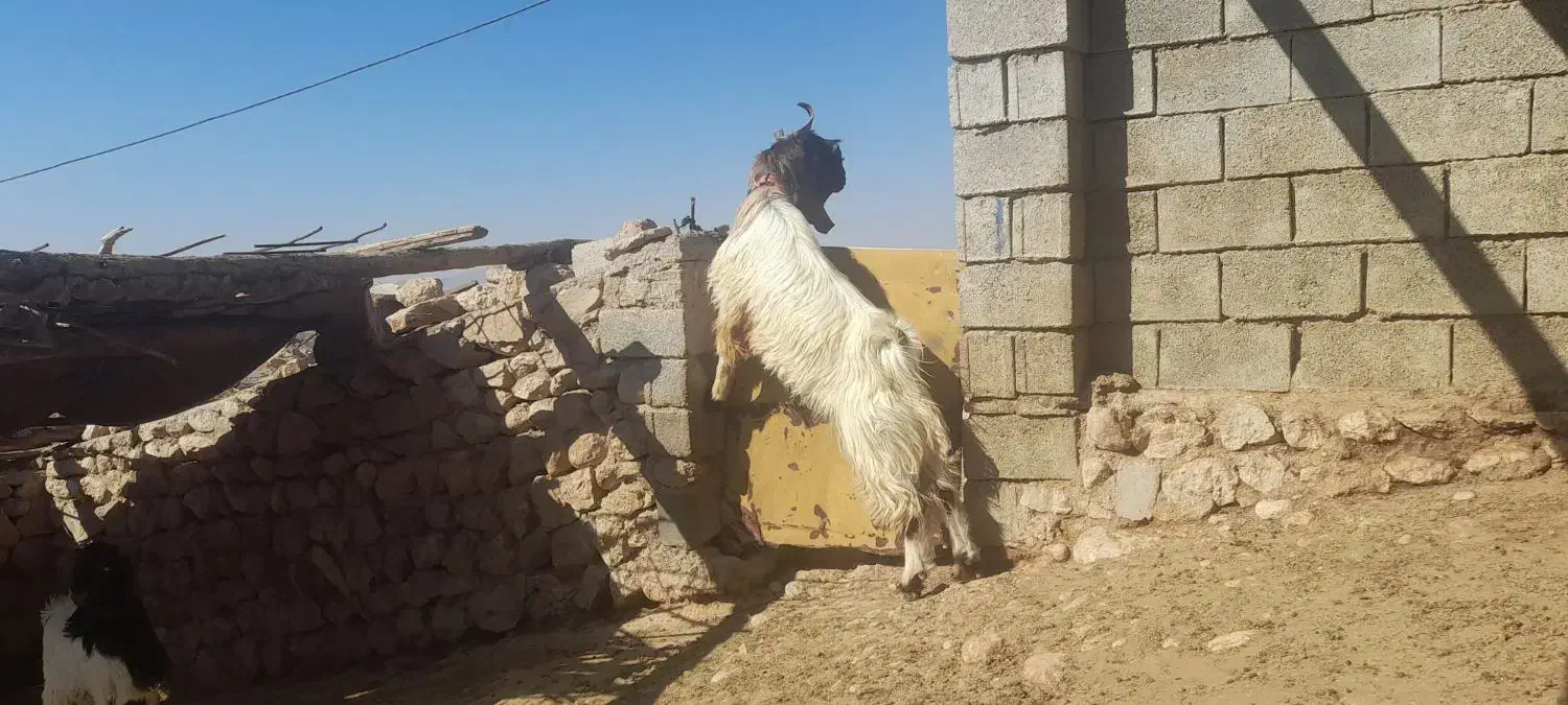 چپش نر داشتی|حیوانات مزرعه|افزر, |دیوار