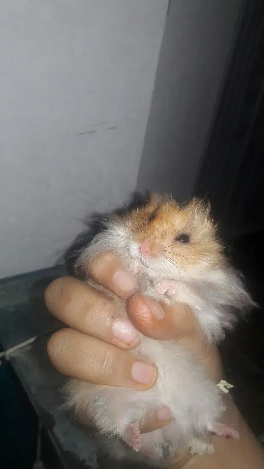 همستر|موش و خرگوش|قم, وادی السلام|دیوار