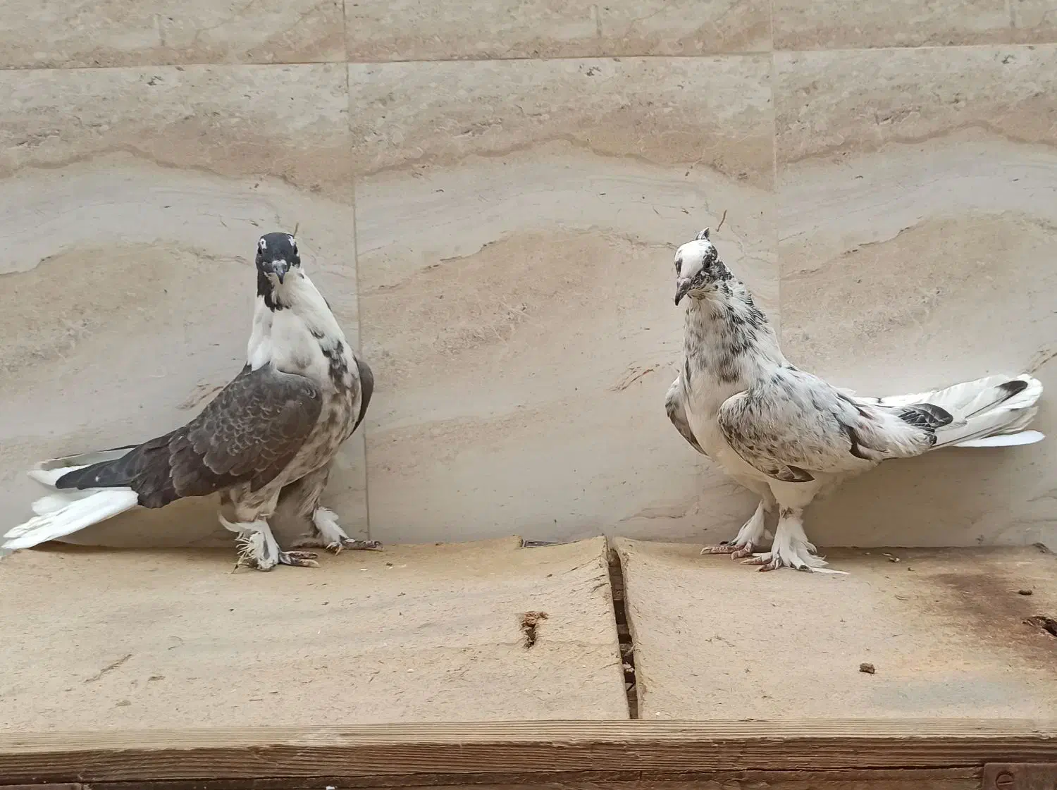 واشه ای دم سفید|پرنده|نجفآباد, امام خمینی|دیوار