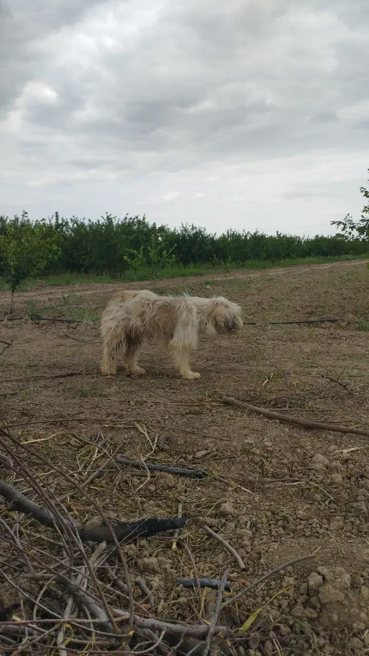 سگ پاکوتا|سگ|دلند, |دیوار