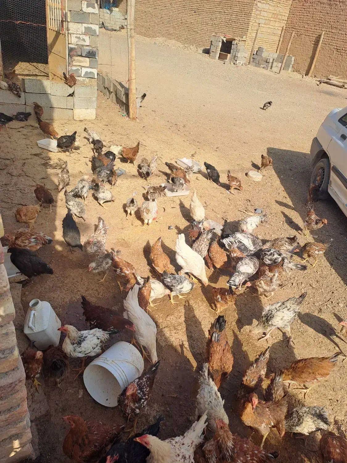 جوجه مرغ ۶ ماهه واکسن خورده|حیوانات مزرعه|پیشخور, |دیوار