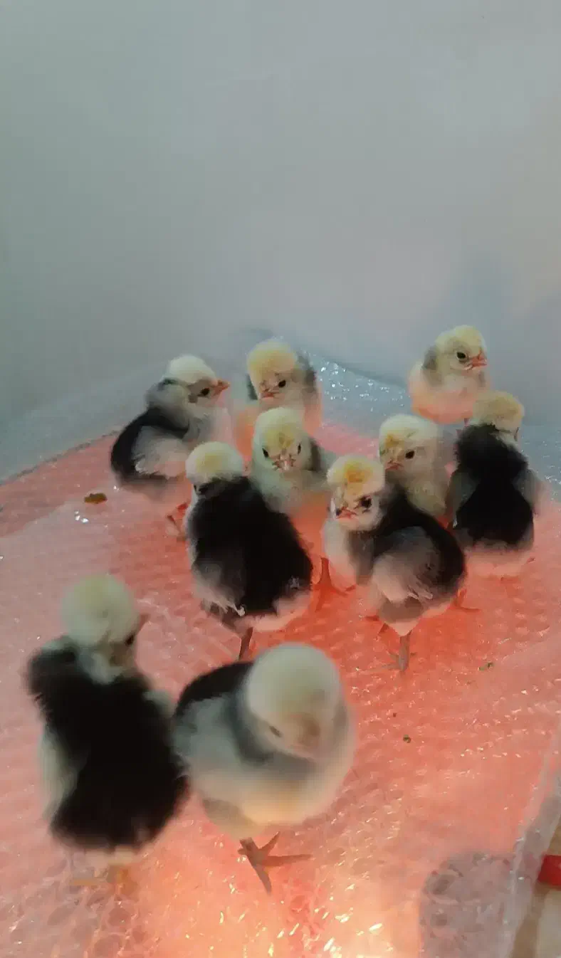 تخم مرغ نطفه دار|حیوانات مزرعه|ماهدشت, |دیوار